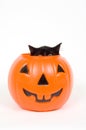 Black cat and plastic pumpkin - halloween