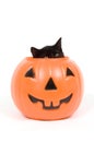 Black cat and plastic pumpkin - halloween