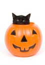 Black cat and plastic pumpkin - halloween