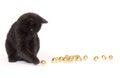 Black cat playing with christmas ornaments Royalty Free Stock Photo