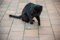 Black cat playing with a dead mouse laying on the ground Royalty Free Stock Photo