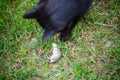 Black cat playing with a dead mouse laying on the ground Royalty Free Stock Photo
