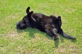 Black cat playing on the grass. Royalty Free Stock Photo