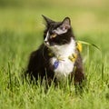 Black cat playing on green grass lawn Royalty Free Stock Photo