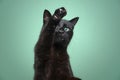 black cat playing raising paw showing claws on green background Royalty Free Stock Photo