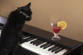 black cat plays the piano and looks at the cocktail