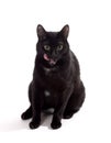 Black cat portrait Royalty Free Stock Photo