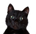 Black cat portrait Royalty Free Stock Photo