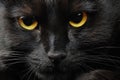 Black cat Royalty Free Stock Photo