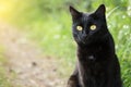 Black cat portrait close up, copy space. Outdoors, nature Royalty Free Stock Photo