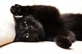 Black cat portrait Royalty Free Stock Photo