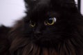 Black cat portrait Royalty Free Stock Photo