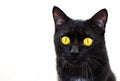 Black Cat portrait isolated on white background Royalty Free Stock Photo