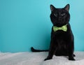 Black cat portrait wearing a green and white polka dot bow tie sitting down