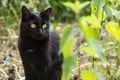 Black cat portrait with yellow eyes in nature Royalty Free Stock Photo