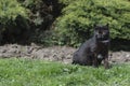 Black cat are posing