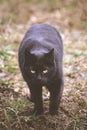 black cat with a predatory look