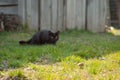 Black cat preys on a field mouse in the grass. The cat in silence fell silent