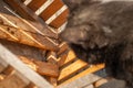 A black cat preys on a small mouse that hid under a wooden board Royalty Free Stock Photo