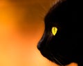 Black Cat Profile On Defocused Background