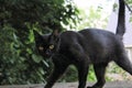 Black cat prowl Royalty Free Stock Photo