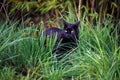 Black Cat on the Prowl in the Yard Royalty Free Stock Photo