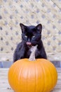 Black Cat and Pumpkin Royalty Free Stock Photo