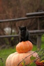 Black cat with a pumpkin