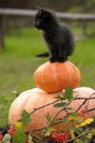 Black cat with a pumpkin