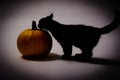 Black cat and pumpkin