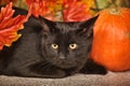 Black cat with pumpkins and maple leaves, autumn concept Royalty Free Stock Photo