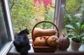 Black cat with pumpkins on the window. Royalty Free Stock Photo