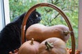 Black cat with pumpkins on the window. Royalty Free Stock Photo