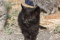 Black cat puppy with green eyes very angry Royalty Free Stock Photo