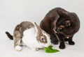 Black cat putting out tongue on dwarf rabbit on white background Royalty Free Stock Photo