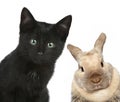 Black cat and rabbit. Close-up portrait Royalty Free Stock Photo