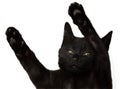 Black cat with raised paws. Isolated on white background Royalty Free Stock Photo