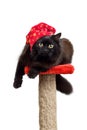 Black cat in a red cap isolated Royalty Free Stock Photo