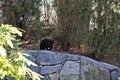 Black cat with red collar rests on garden wall