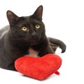 Black cat and red heart Royalty Free Stock Photo