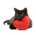 Black cat and red heart Royalty Free Stock Photo