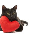 Black cat and red heart Royalty Free Stock Photo