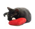 Black cat and red heart Royalty Free Stock Photo