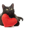 Black cat and red heart Royalty Free Stock Photo