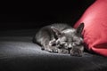 Black cat on red pillow Royalty Free Stock Photo