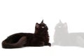 Black cat with reflect 2 Royalty Free Stock Photo