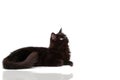 Black cat with reflect Royalty Free Stock Photo