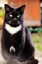 Black cat with yellow eyes outside in the courtyard background