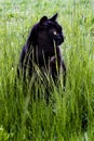 Black cat relaxing in the grass