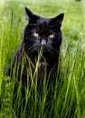 Black cat relaxing in the grass